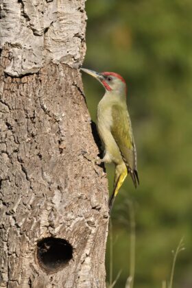 Pikthi jeshil iberian, Foto: Refik Ibrahimi